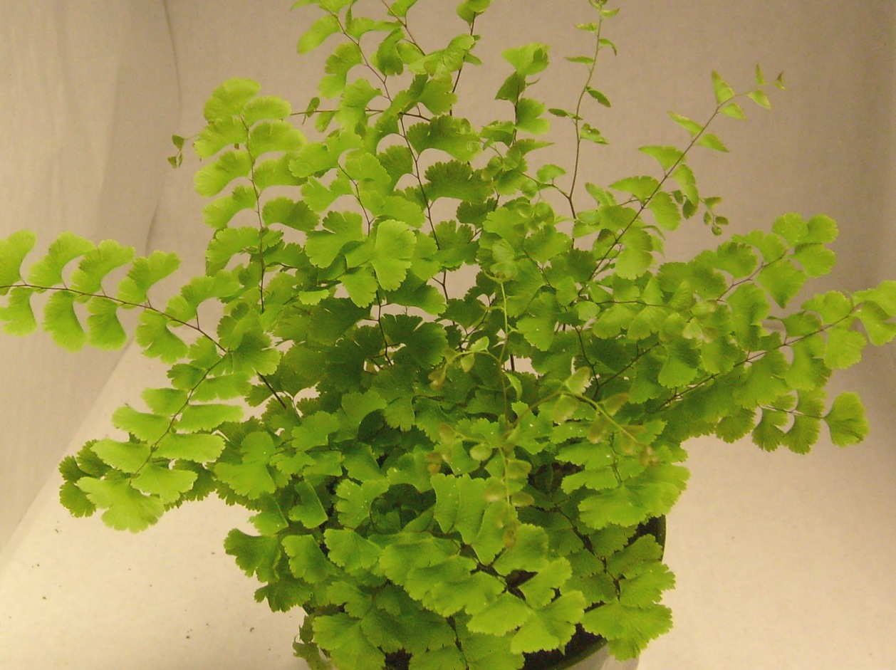 Adiantum pedatum Imbricatum